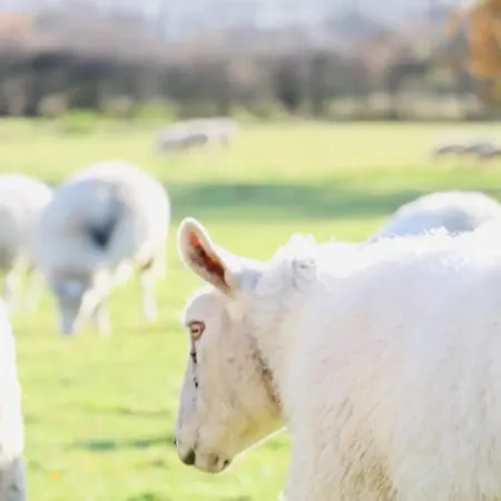 Barn Near With Hot Tub - Perfect For Groups And Families Feriehus *